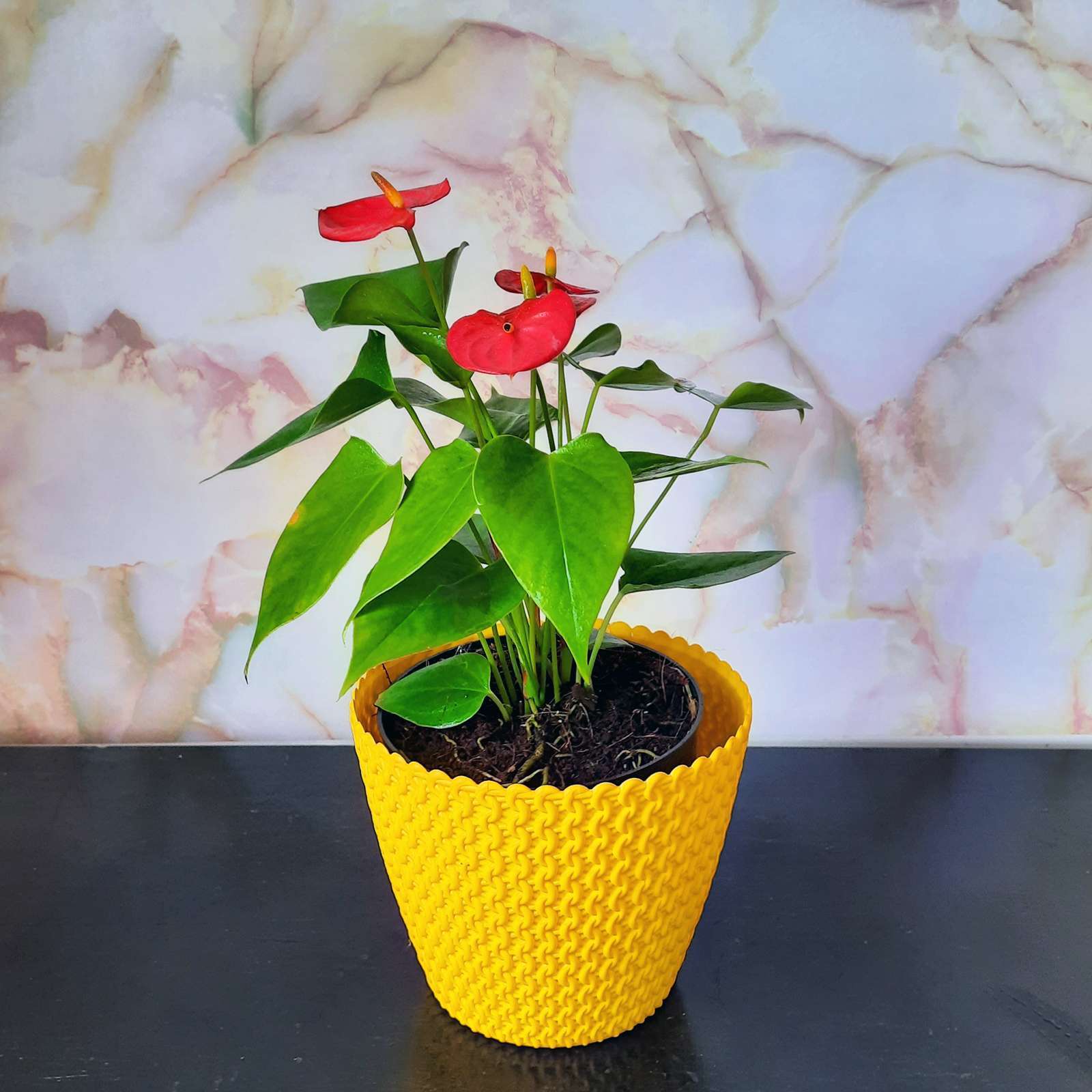 Anthurium – Red Flower