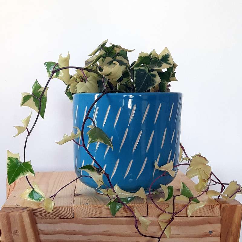 Glossy Ceramic Planter- Blue ( 6 ” & 4.5 “)