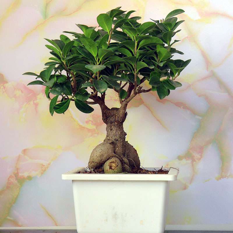 Ficus Bonsai in White Square pot
