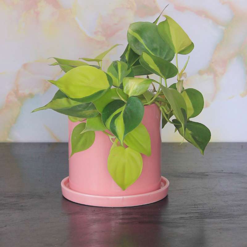 Glossy Cylindrical Ceramic Planter – Pink ( 5inches )