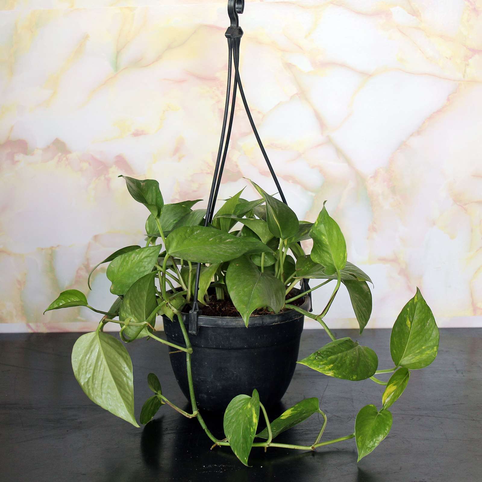 Devil’s Ivy Pothos – Large (in Hanging Pot)