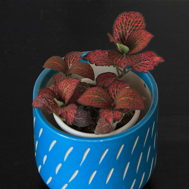 Fittonia Pink ; Nerve Plant