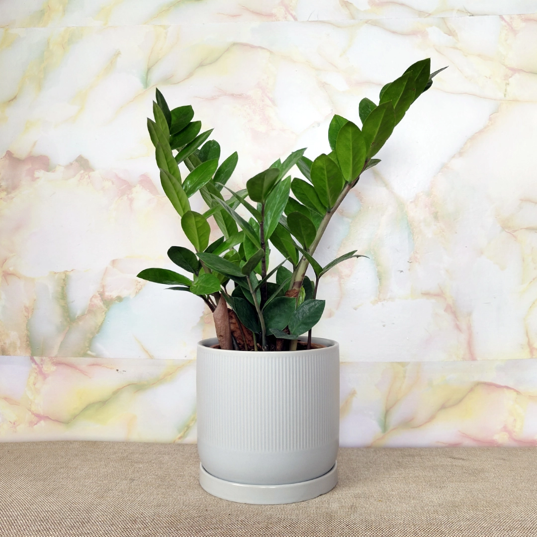 ZZ Plant – Zamioculcas zamiifolia