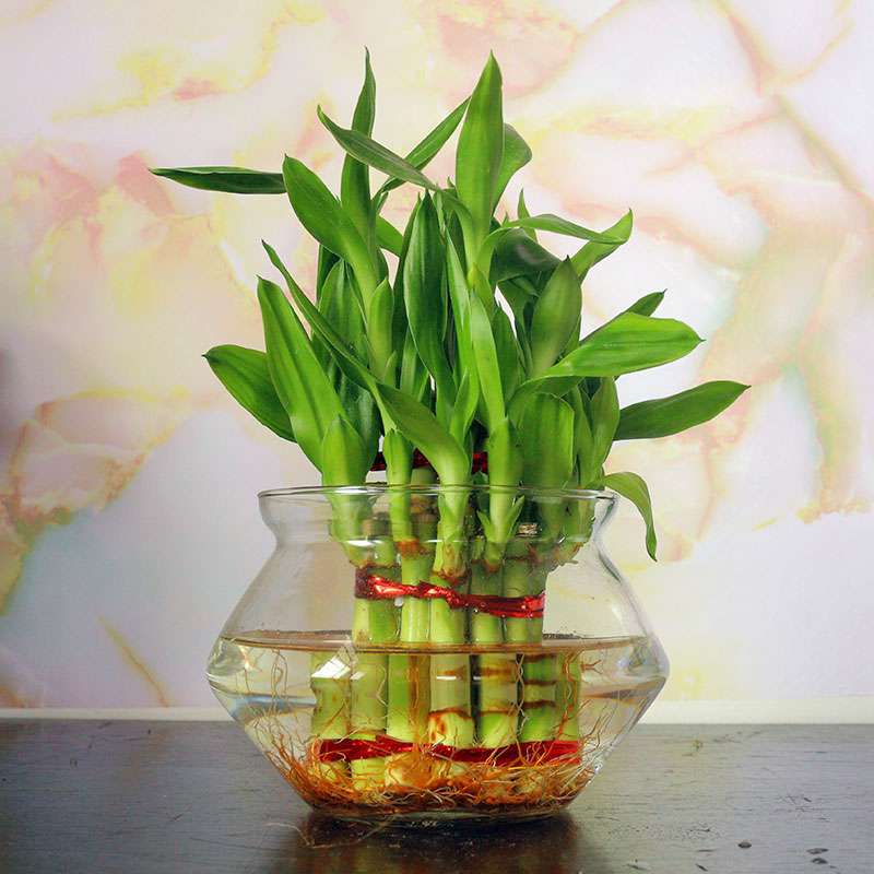 Lucky Bamboo in Glass Bowl