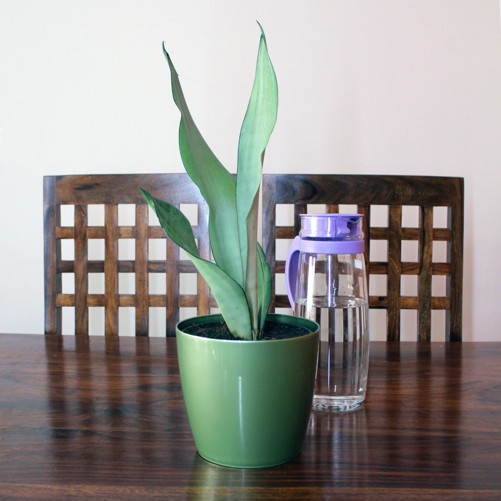Snake Plant – Moon Shine
