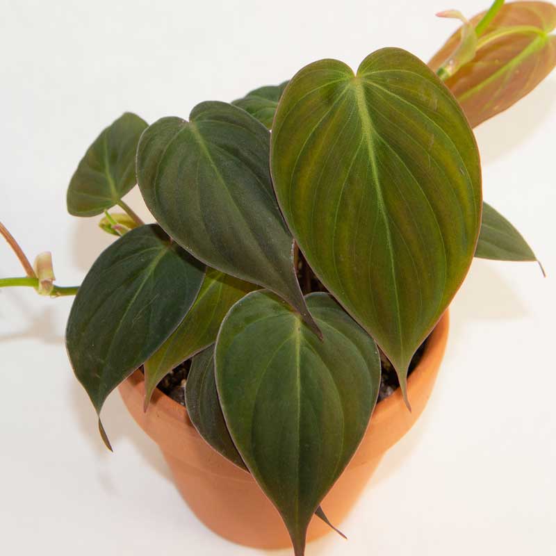 Oxycardium Black ;  Philodendron Micans