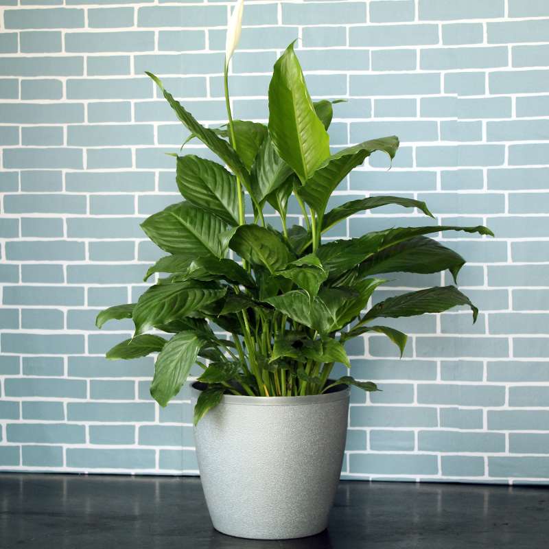 Peace Lily – Spathiphyllum – Large