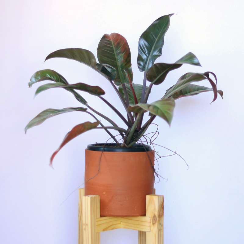 Philodendron Set