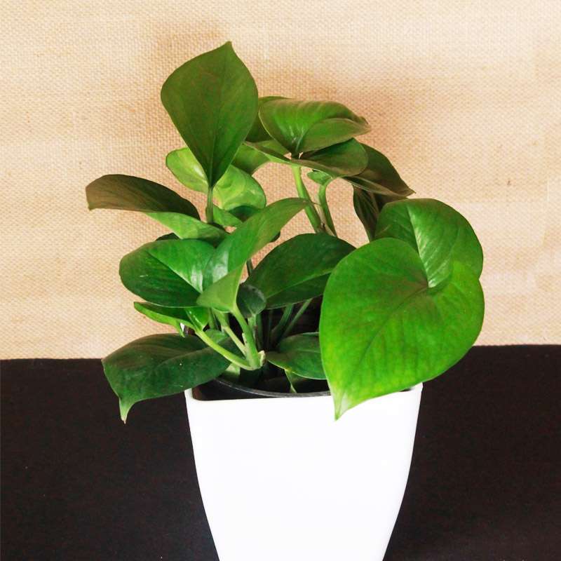 Jade Pothos – Green Queen – Money Plant