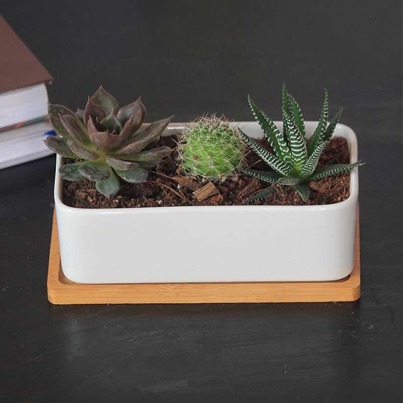 Succulent Combo in Ceramic Tray with Bamboo Tray