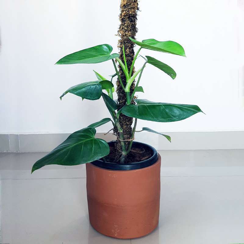 Philodendron – Rojo Congo