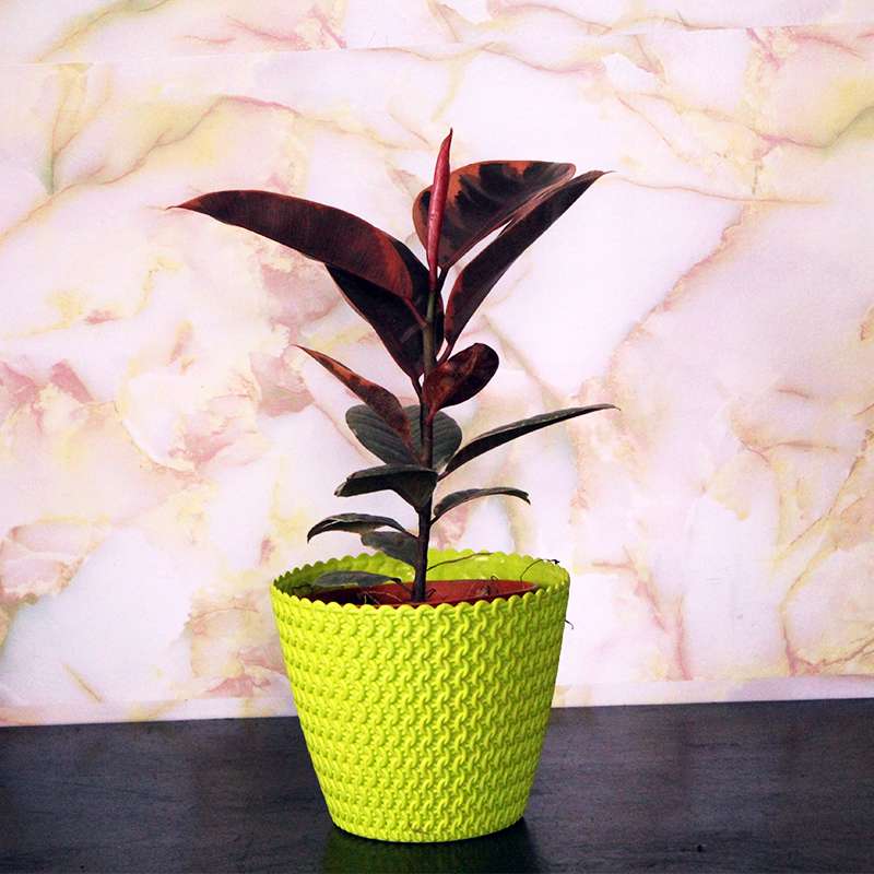 Rubber Plant Variegated Pink
