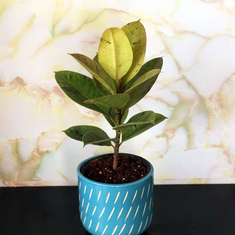 Rubber Plant Variegated – Shivereana