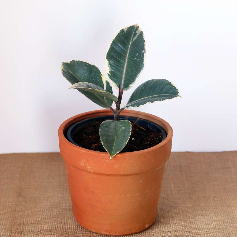 Rubber Plant Variegated