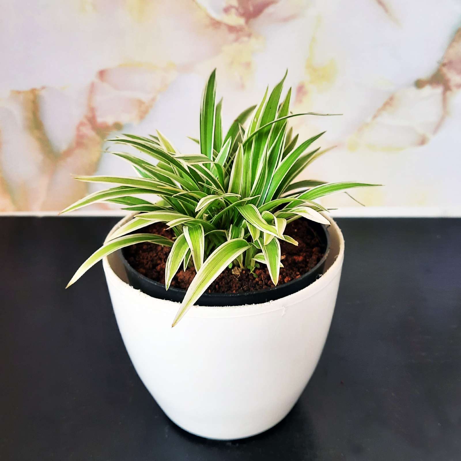 Spider Plant – Chlorophytum