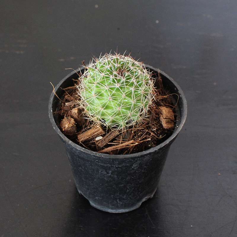 Cactus – Echinopsis Spachiana
