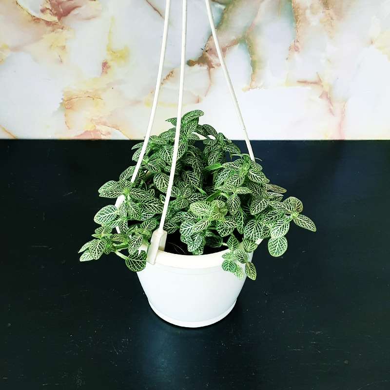 Fittonia Green ; Nerve Plant