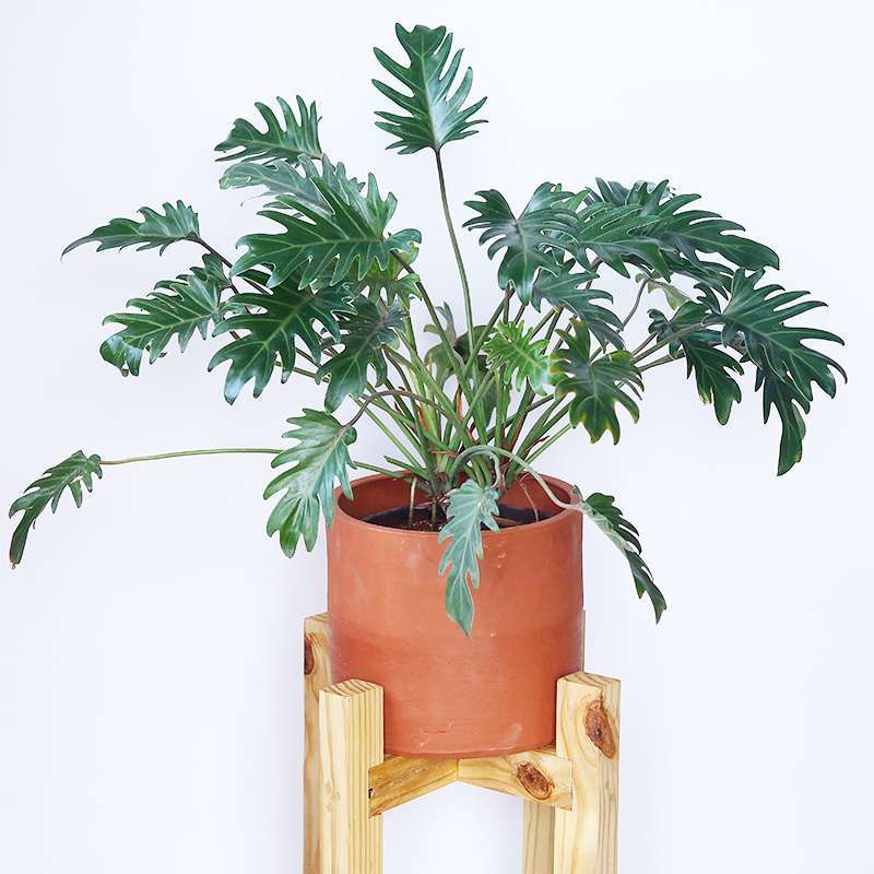Philodendron – Xanadu Large