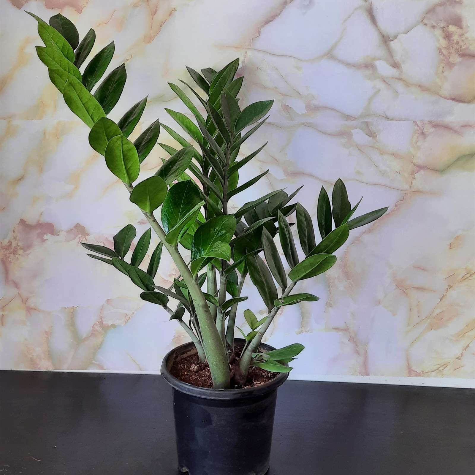 ZZ Plant Large – Zamioculcas zamiifolia