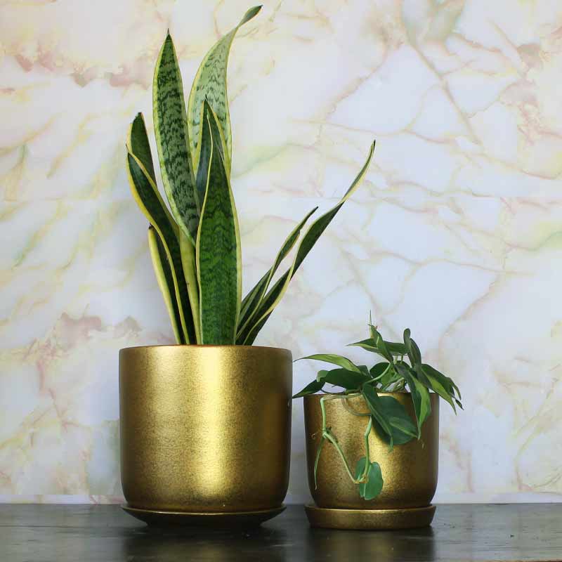 Gold Metallic Coated – Terracotta Cylinder Pot with Saucer