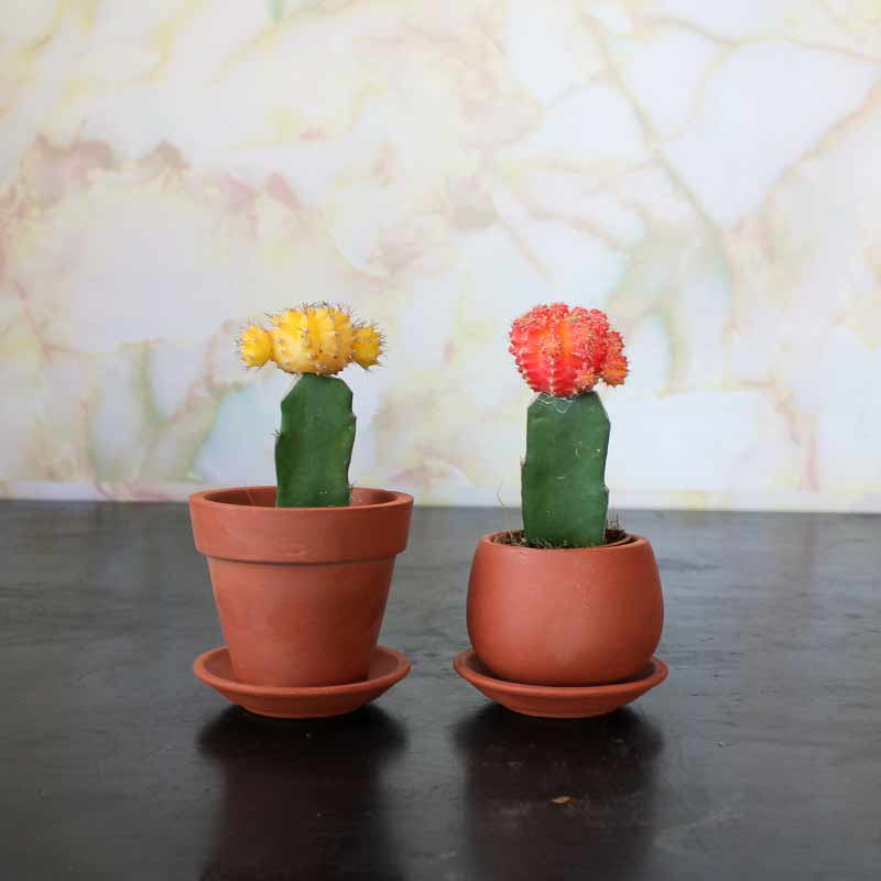 Terracotta Succulent Planter with Saucer