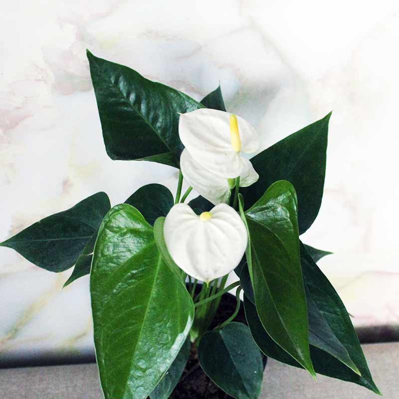 Anthurium – White Flower