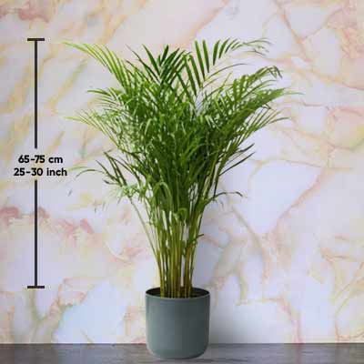 Areca Palm-Large : Butterfly Palm -Large