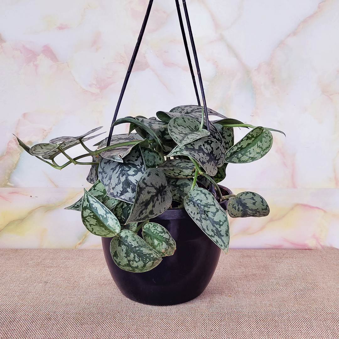 Satin Pothos | Silver Money Plant – in hanging pot
